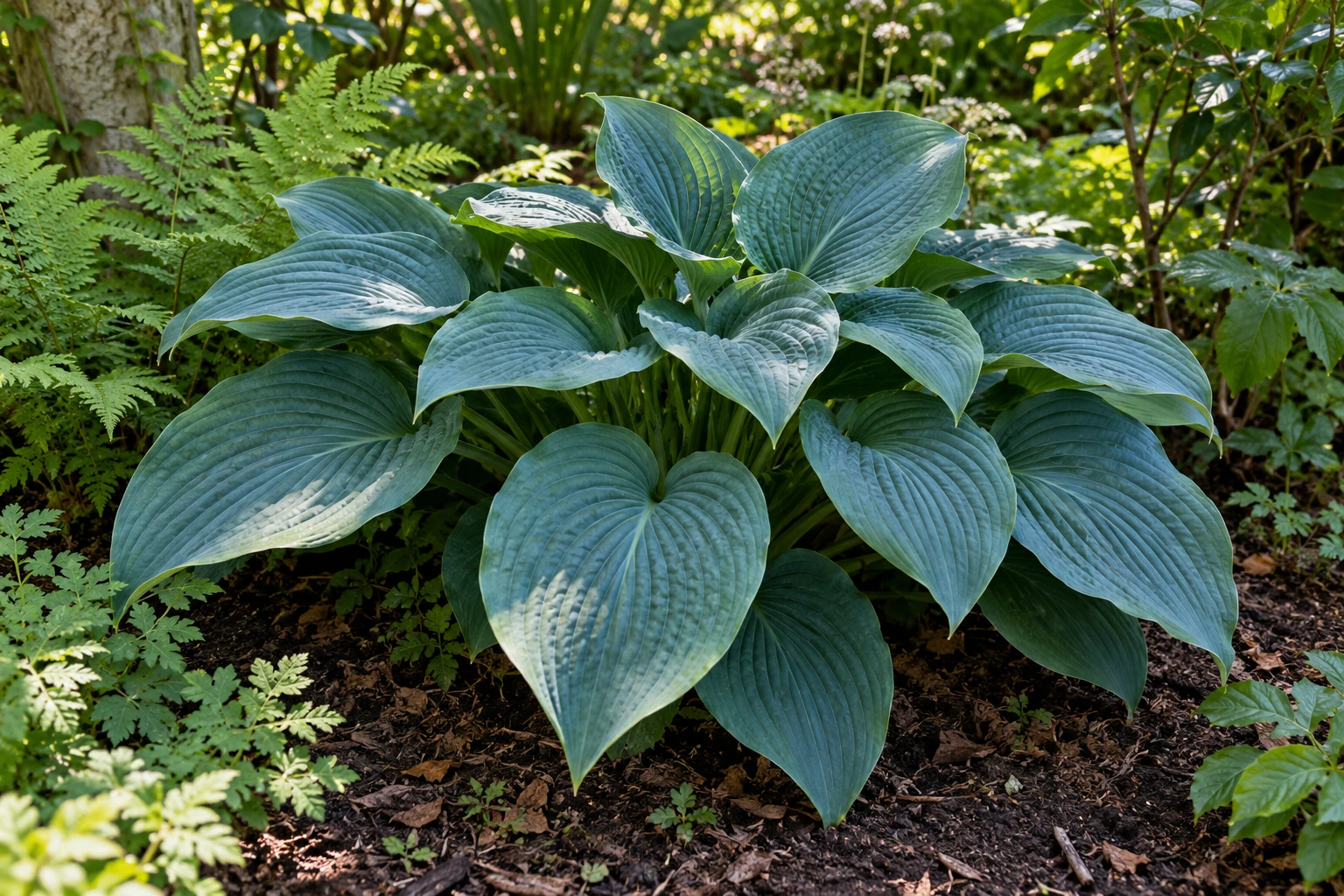Blauwgroene hosta met grote hartvormige bladeren in schaduwrijke border